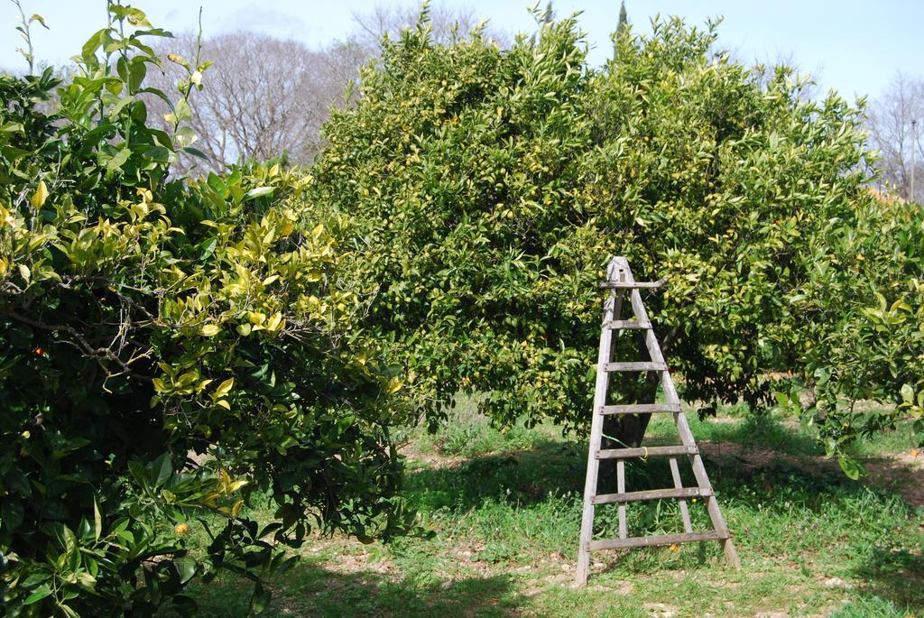 Finca Son Vivot Kültér fotó