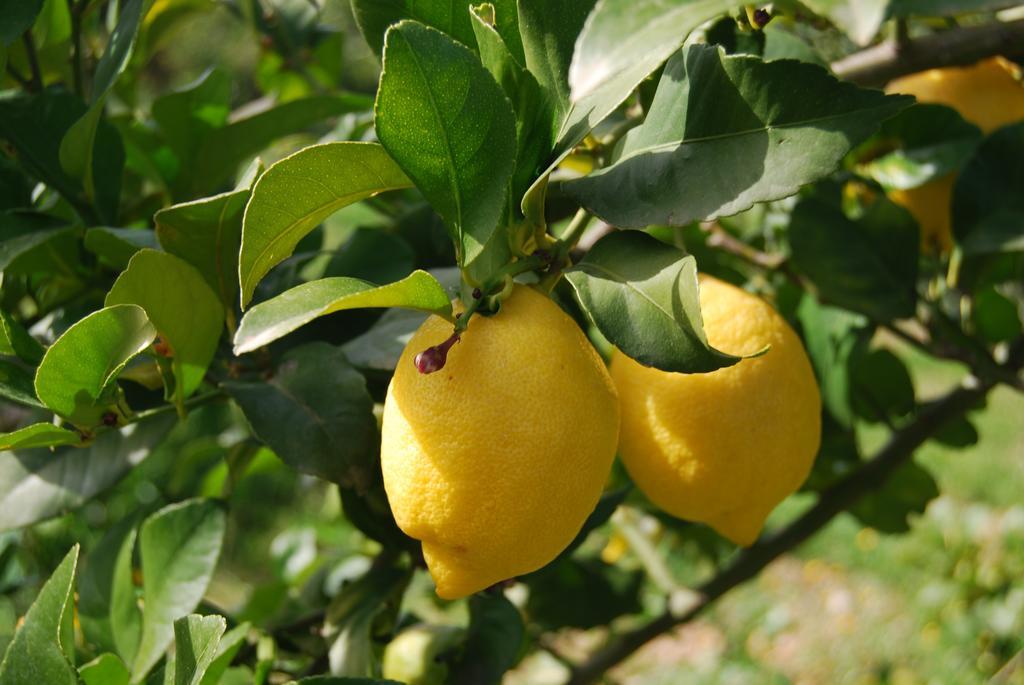 Finca Son Vivot Kültér fotó