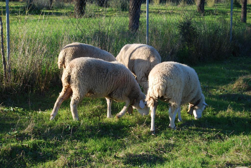 Finca Son Vivot Kültér fotó