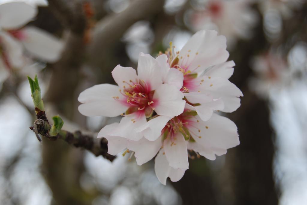 Finca Son Vivot Kültér fotó